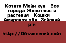 Котята Мейн кун - Все города Животные и растения » Кошки   . Амурская обл.,Зейский р-н